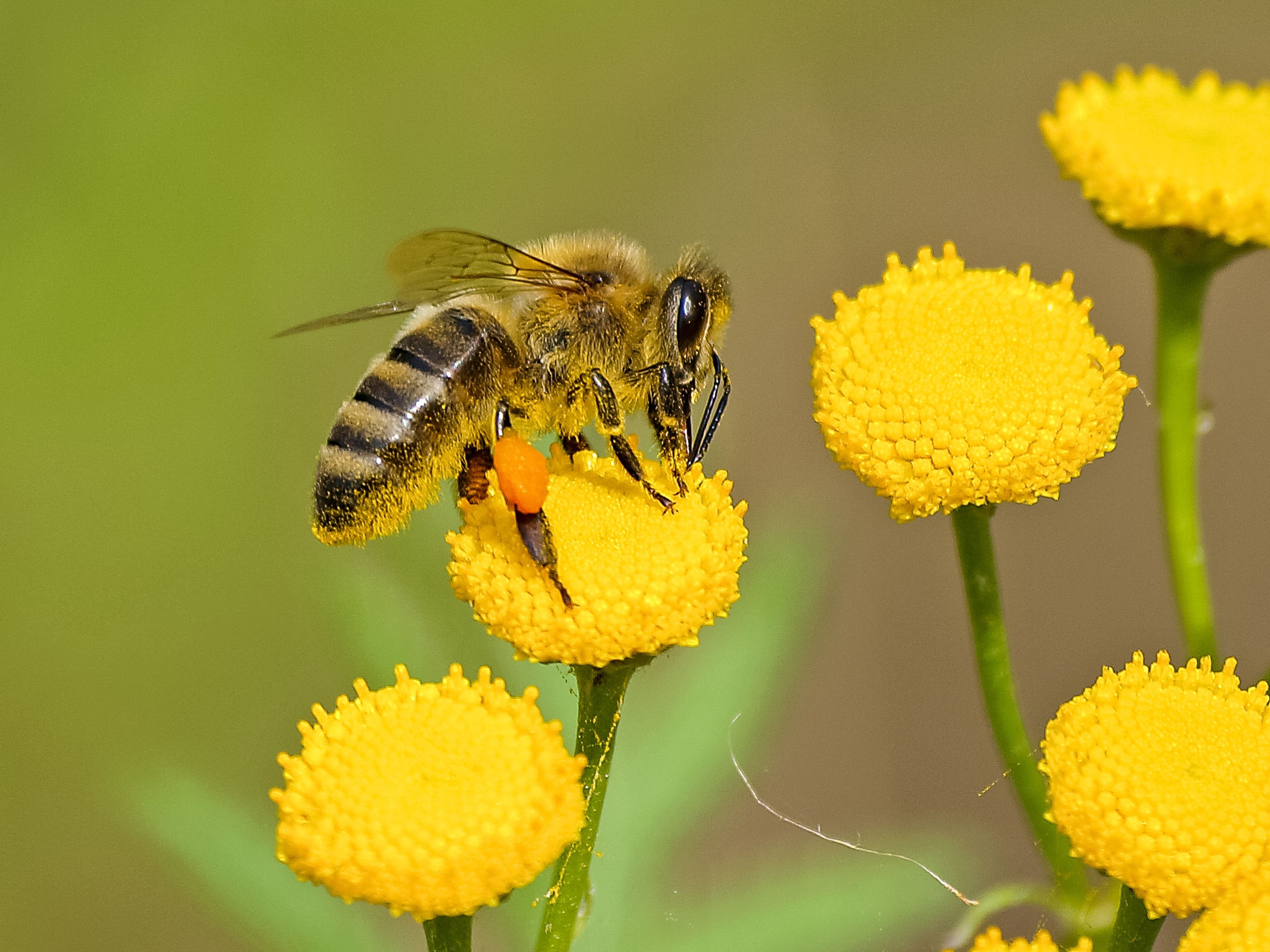 Abeille butineuse